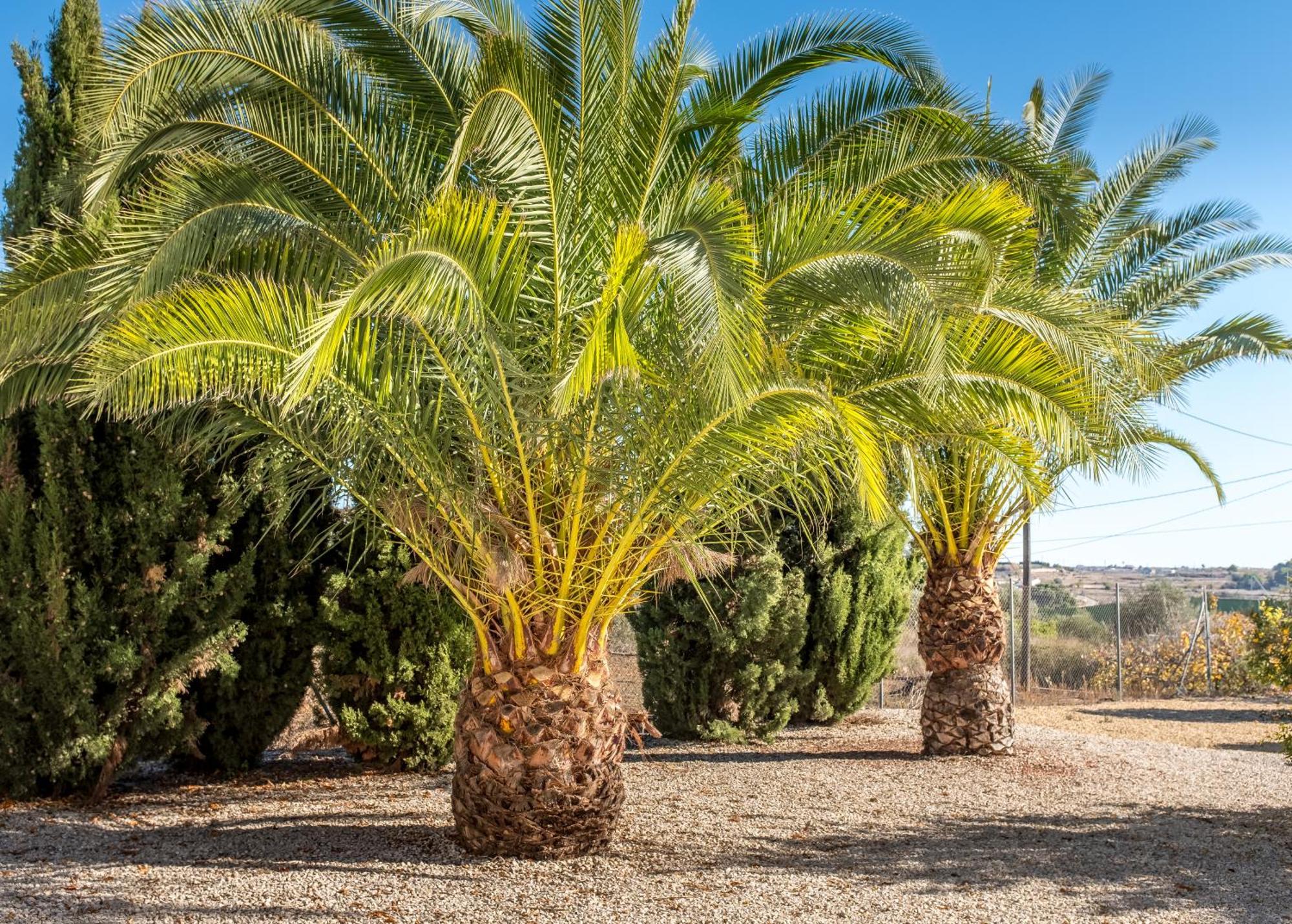 Finca De La Pansa Бениса Экстерьер фото